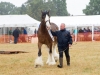 Dacorum Steam Fayre Sun 29th July 2018 0144